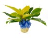 Philodendron Moonlight